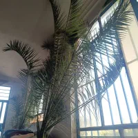 گل نخل