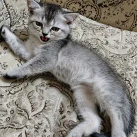 گربه بریتیش British / Silver