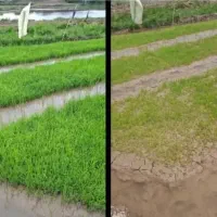 کود تقویتی گیاهی برای باردهی بیشتر(ارسال فوری)