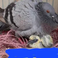 بچه کبوتر برای سربریدن