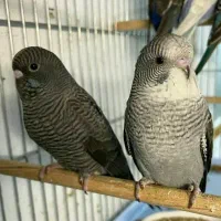 مرغ عشق عمده
