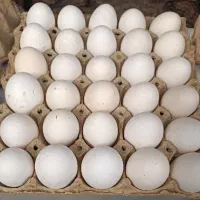 تخم مرغ زرده طلایی