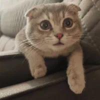 واگذاری بچه گربه نر اسکاتیش فولد