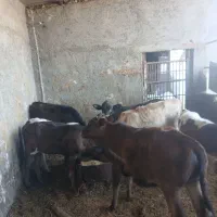 گوساله محلی ودورگ محلی نرو ماده