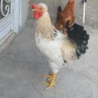 ۱ عدد خروس محلی