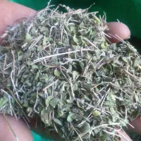 آویشن برگ پهن کوهی تازه