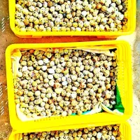 تخم نطفه دار و جوجه بلدرچین نژاد کانادایی
