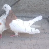طوقی زرد خالسیاه نر مست گرفتنی