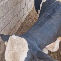 فروش گوساله نر و ماده گاو داشتی و گوشتی