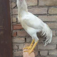 مرغ و خروس لاری  اصیل و خروس مرندی