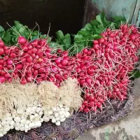 سبزی گلی