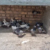 کبوتر نر