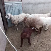 میش وبره