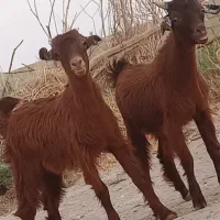 دوتا کعره جملی یک نر ویک ماده