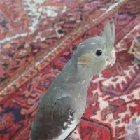 عروس هلندی اهلی