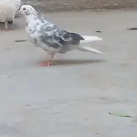 کبوتر