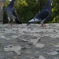 نروماده مسافتی اصل