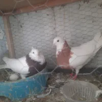 کفتر یا کبوتر