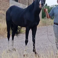 اسب ترکمن شناسنامه دار