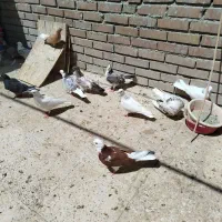 جوجه کبوتر