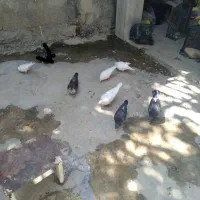 کبوتر