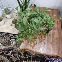 جلو مبلی