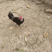خروس گلین