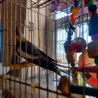 دوتا عروس هلندی جفت