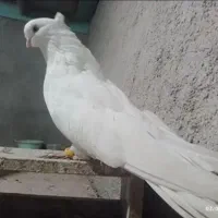 کفتر زینتی و نوک قنار