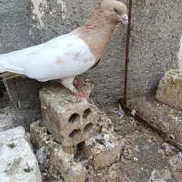کبوتر کله زرد نر کاکلی