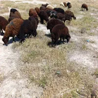 ۱۱ عددبره  نر برای نگهداری و پروار کردن