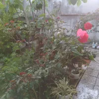 تعدادی گل و گیاه زینتی در بندر انزلی