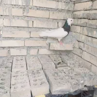 کبوتر|پرنده|باوی, |دیوار