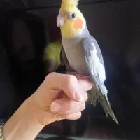 عروس هلندی نر رام دستی