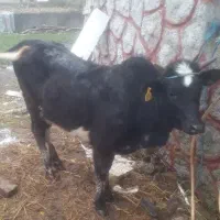 لیشه چالوسی آماده به تخم    گاو ورزا