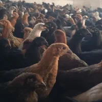 جوجه بومی مرغ و خروس صد وده روزه