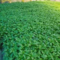 نشا فلفل گوجه بادمجان و.... ۱۰۰۰۰ تومان