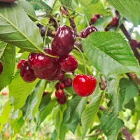 گیلاس|خوردنی و آشامیدنی|شاندیز, |دیوار