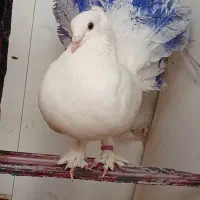 کبوتر دم چطری