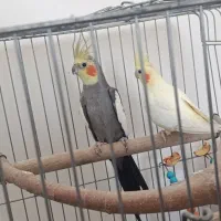 عروس هلندی جفت