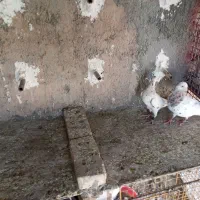 تعدادی کفتر