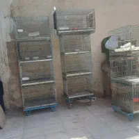 قفس سه خان و چهار خان اردشیر پژاوند طوطی راهب