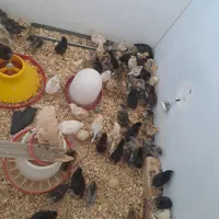جوجه محلی (کوردی )حراج فقط۶۰
