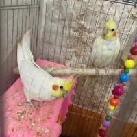 عروس هلندی نرو ماده
