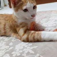 گربه بازیگوش و زیبا