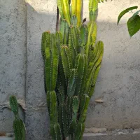 کاکتوس متری
