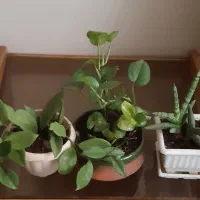 گل و گیاه