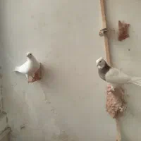 دوتا جوانه طوقی هفت رنگ