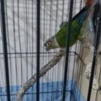 گرینچیک باجوجه