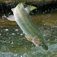 ماهی قزل آلاوسالمون عمده وزنده